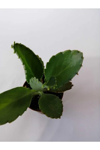 Aşkın Gözyaşı Çiçeği 10-20 Cm - 2