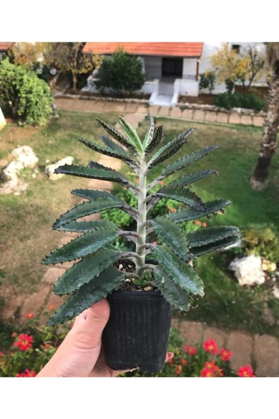Büyük Boy Aşkın Gözyaşı Çiçeği 15-25 Cm