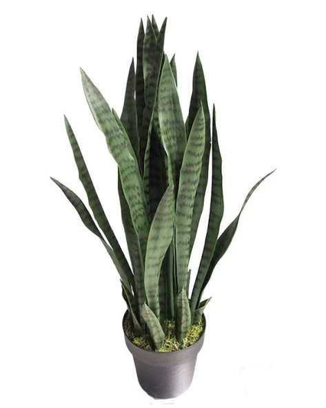 Sansevieria Paşa Kılıcı Peygamber Kılıcı 10-20 cm - 4