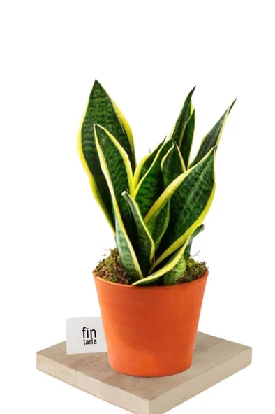 Sansevieria Paşa Peygamber Kılıcı Çiçeği Trifasciata