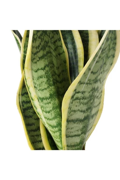 Sansevieria Paşa Peygamber Kılıcı Çiçeği Trifasciata - 3