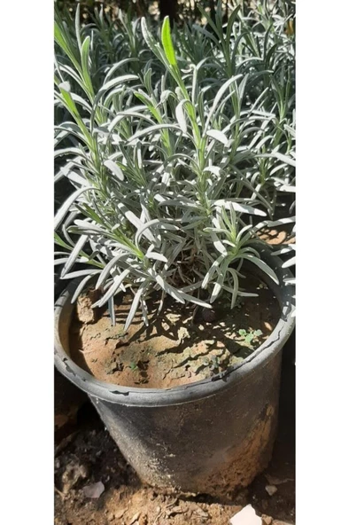 Lila Mor Yaprak Lavanta Fidanı 10-20 Cm