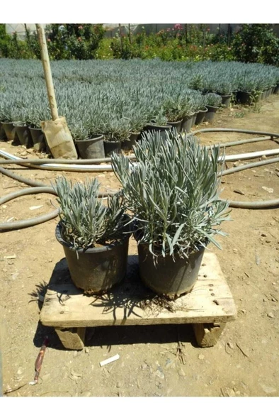 Üretim Saksılı Lavanta Fidanı ürün görseli