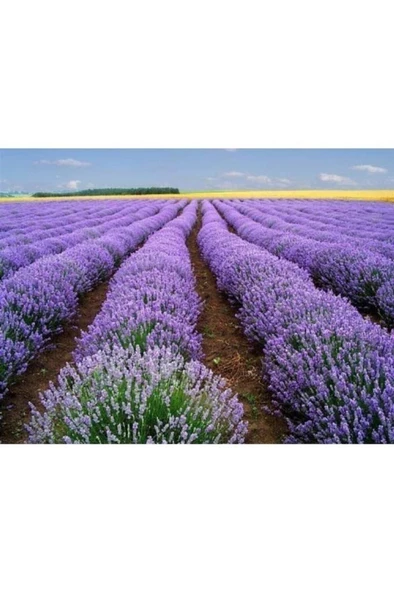 Üretim Saksılı Lavanta Fidanı - Resim 3