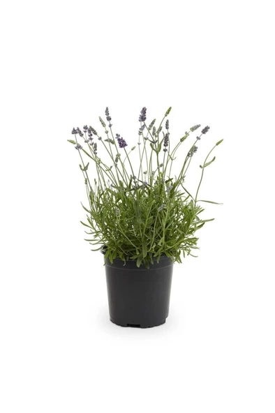 Teras Balkon İçin Lavanta Fidanı 10-20 Cm