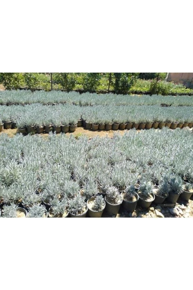 Üretim Saksılı Lavanta Fidanı - Resim 2