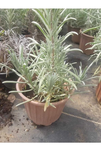 Haşare Kovucu Lavanta Fidanı 10-20 cm - 3