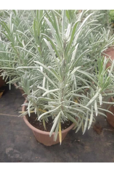Haşare Kovucu Lavanta Fidanı 10-20 cm - 2