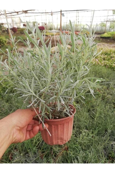 Haşare Kovucu Lavanta Fidanı 10-20 cm