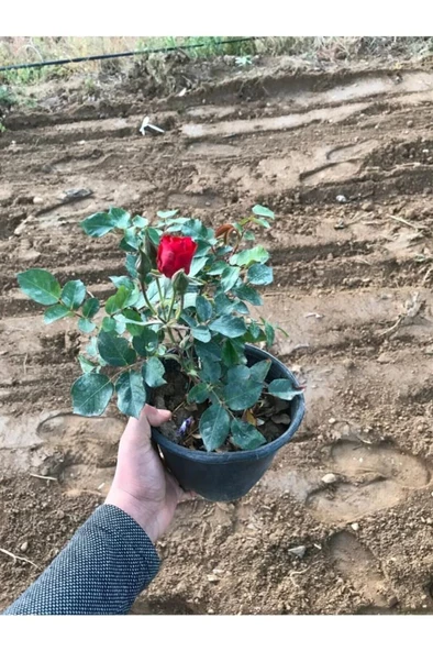 Koyu Kırmızı Gül Fidanı 15-25 Cm
