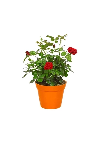 Kan Kırmızı Gül Fidanı 15-25 Cm ürün görseli