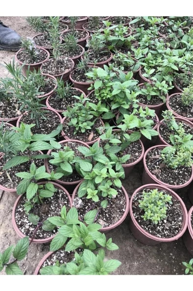 Mentha Nane Fidanı Fidesi 1 Adet 10-20 Cm - 3