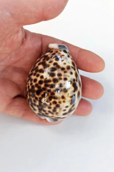 Tiger Cowry Deniz Kabuğu 32