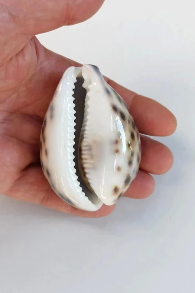 Tiger Cowry Deniz Kabuğu 32 - 3
