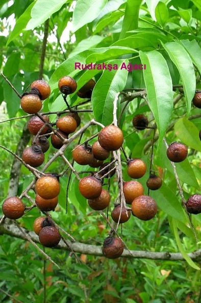 Rudrakşa Bileklik Orjinal Hindistan  Rudraksha 122 - 5
