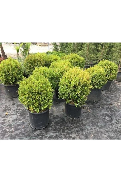 Buxus Sempervirens Şimşir Fidesi Fidanı 5 Adet 20-30 Cm - 3