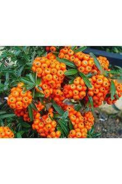 Pyracantha coccinea Nana Ateş Dikeni Fidanı 50-60 Cm