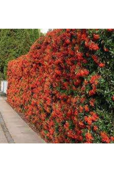 Pyracantha coccinea Nana Ateş Dikeni Fidanı 50-60 Cm - 2