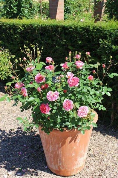 Teras İçin Pembe Isparta Gülü Fidanı 15-30 Cm ürün görseli