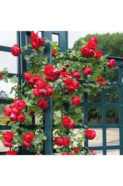 Kırmızı Aşılı Gül Fidanı Yediveren Sarmaşık 10 Adet Saksıda Gül Fidanı - Resim 2