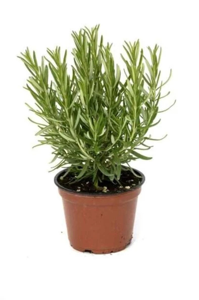 Balkon İçin Biberiye Fidanı 10-20 cm ürün görseli