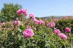 Rosa Damascena Reçel Gülü Fidanı 10-20 Cm