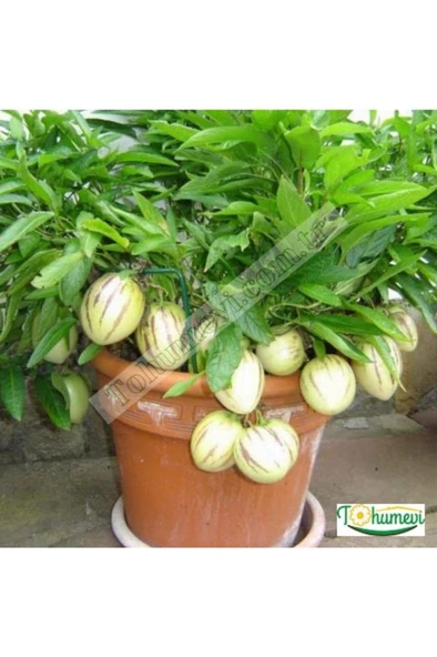 Pepino Fidanı Tüplü 1 Adet Ağaç Kavunu 10-20 cm - 3