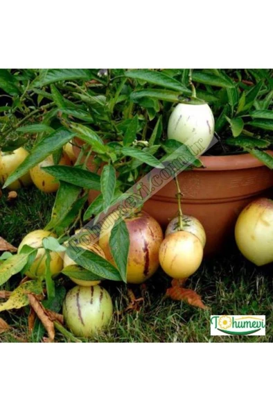 Pepino Fidanı Tüplü 1 Adet Ağaç Kavunu 10-20 cm - 2