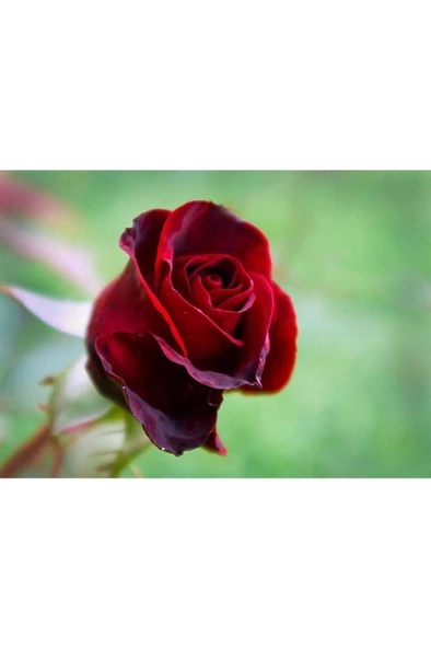 Kırmızı Aşılı Gül Fidanı Yediveren Sarmaşık - Resim 2