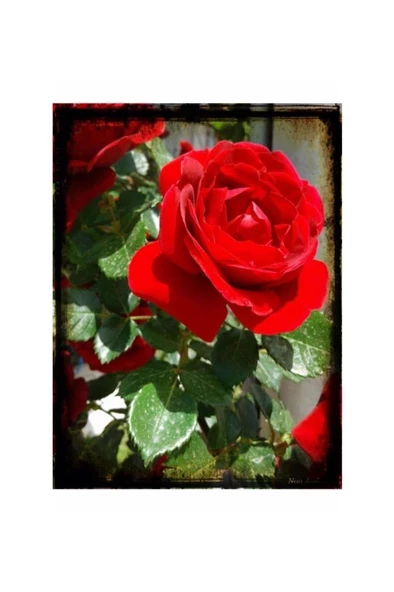 Kırmızı Aşılı Gül Fidanı Yediveren Sarmaşık - Resim 3