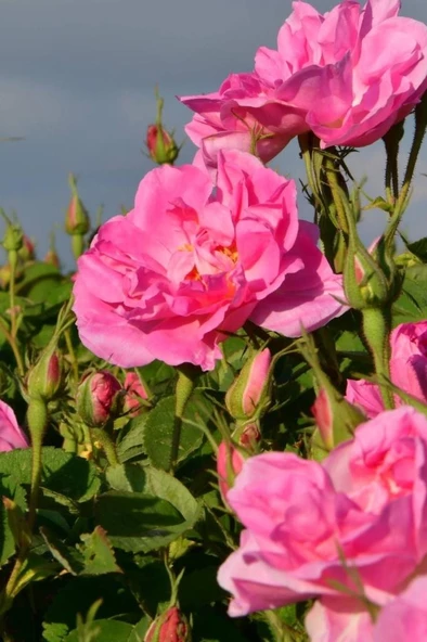 Sarmaşık Gül Fidanı Isparta Gülü 2 Adet - Resim 3