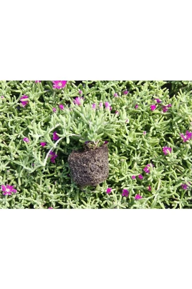 Yer Örtücü Bitki Acem Halısı Fidanı 5-15 Cm