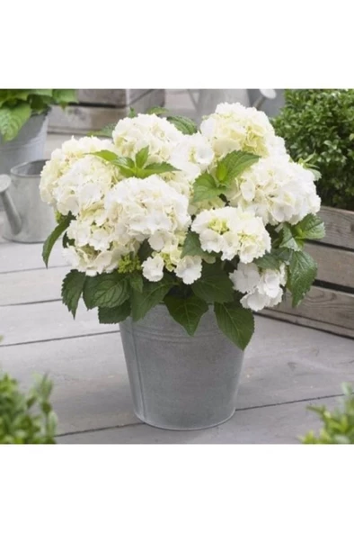 Hydrangea Mocnophylla 10-20 cm Ortanca Çiçeği Fidanı-aşılı Tüplü Beyaz Renk