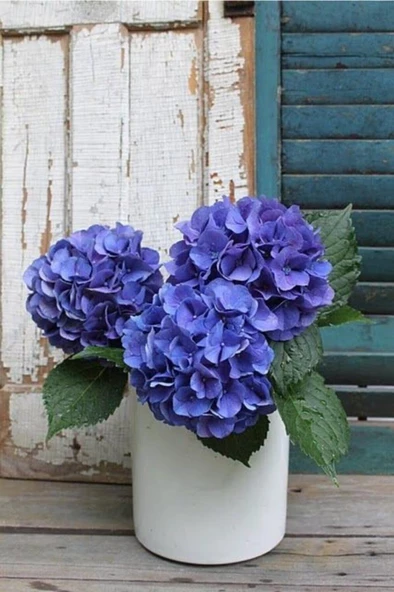 Hydrangea Mocnophylla Ortanca Çiçeği Fidanı-aşılı Tüplü Mavi