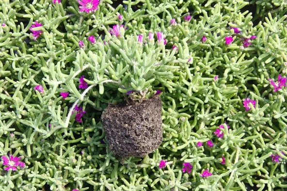 Mor Acem Halısı Fidanı 5-15 cm - 2