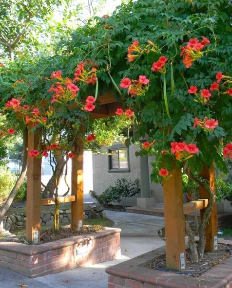 Acem Borusu Campsis Radicans Fidanı Somon 20-40 cm