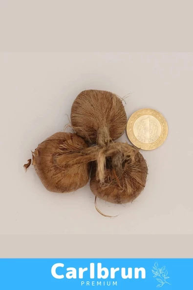 Premium Özel Dikime Hazır Yerli Üretim Büyük Boy 1. Kalite Safranbolu Safran Bitkisi Soğanı 10 Adet - 4