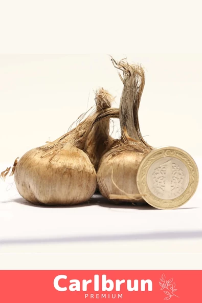 Premium Özel Dikime Hazır Yerli Üretim Büyük Boy 1. Kalite Safranbolu Safran Bitkisi Soğanı 20 Adet - 2