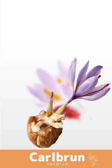 Premium Özel Dikime Hazır Yerli Üretim Büyük Boy 1. Kalite Safranbolu Safran Bitkisi Soğanı - 5 Adet - 3