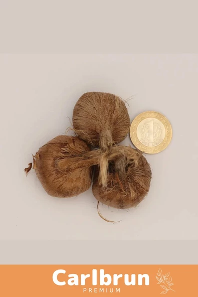 Premium Özel Dikime Hazır Yerli Üretim Büyük Boy 1. Kalite Safranbolu Safran Bitkisi Soğanı - 5 Adet - 4