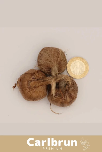 Premium Özel Dikime Hazır Yerli Üretim Büyük Boy 1. Kalite Safranbolu Safran Bitkisi Soğanı 30 Adet - 4