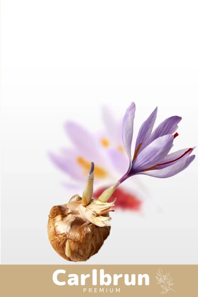 Premium Özel Dikime Hazır Yerli Üretim Büyük Boy 1. Kalite Safranbolu Safran Bitkisi Soğanı 30 Adet - 3