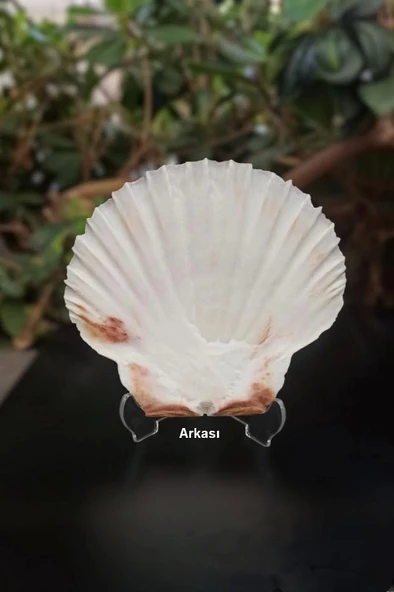 Scallop Shell Deniz Kabuğu Büyük Boy 6-SS - 4