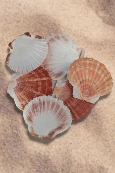 Scallop Shell Deniz Kabuğu Büyük Boy 6-SS - 5