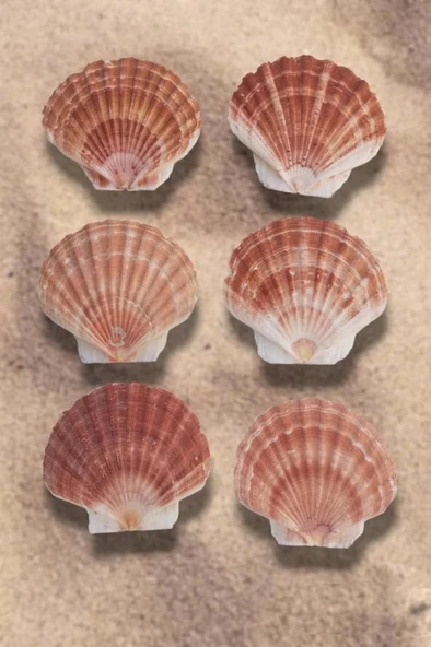 Scallop Shell Deniz Kabuğu Büyük Boy 6-SS - 3