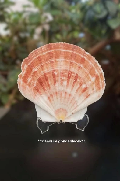 Scallop Shell Deniz Kabuğu Büyük Boy 6-SS - 2
