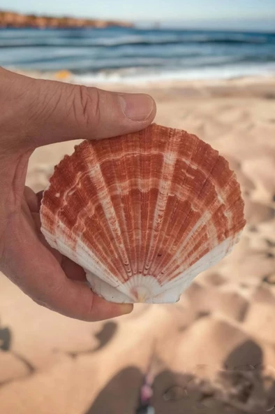 Scallop Shell Deniz Kabuğu Büyük Boy 6-SS