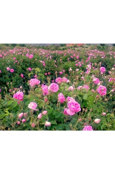Isparta Gülü Fidanı 15-25 Cm