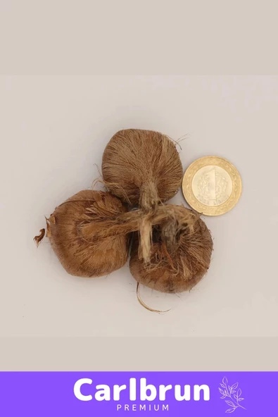 Premium Özel Dikime Hazır Yerli Üretim Büyük Boy 1. Kalite Safranbolu Safran Bitkisi Soğanı - 1 Adet - 4