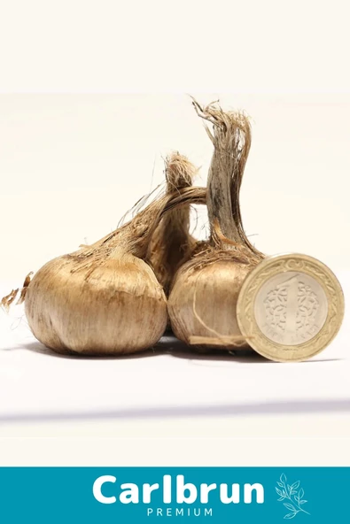 Premium Özel Dikime Hazır Yerli Üretim Büyük Boy 1. Kalite Safranbolu Safran Bitkisi Soğanı 2 Adet - 2